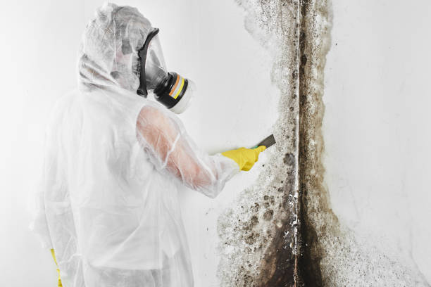 Attic Mold Removal in Perth Amboy, NJ