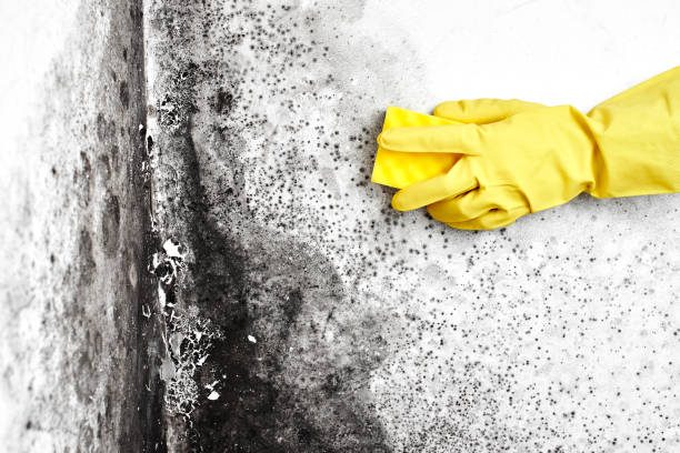 Best Emergency Mold Removal  in Perth Amboy, NJ