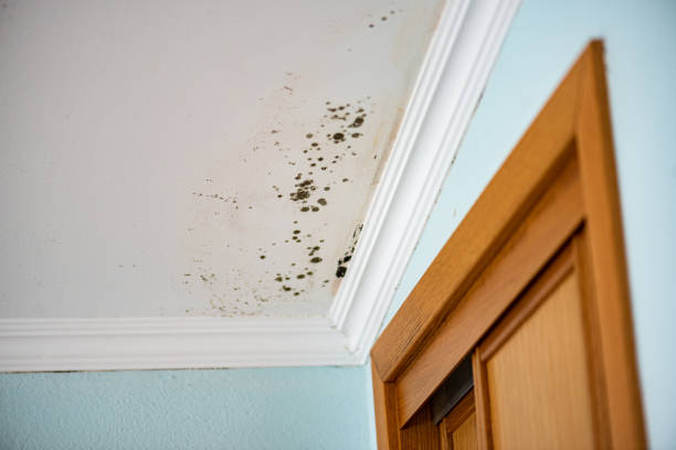Mold Removal and Inspection in Perth Amboy, NJ