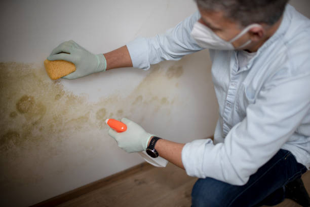 Best Mold Cleaning Services  in Perth Amboy, NJ