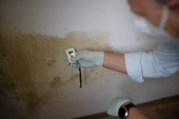  Perth Amboy, NJ Mold Removal Pros