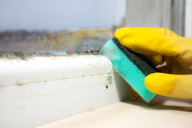 Best Residential Mold Removal  in Perth Amboy, NJ