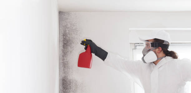 Perth Amboy, NJ Mold Removal Company