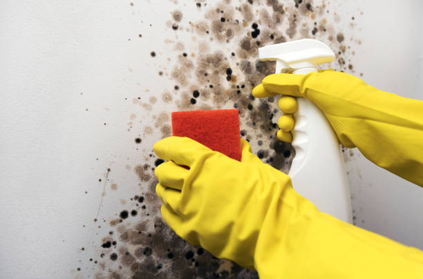 Best Emergency Mold Removal  in Perth Amboy, NJ