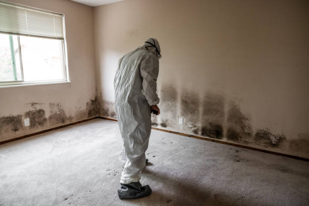 Perth Amboy, NJ Mold Removal Company