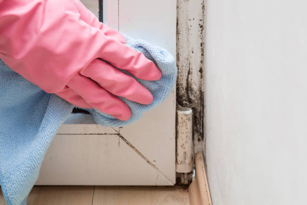 Best Residential Mold Removal  in Perth Amboy, NJ